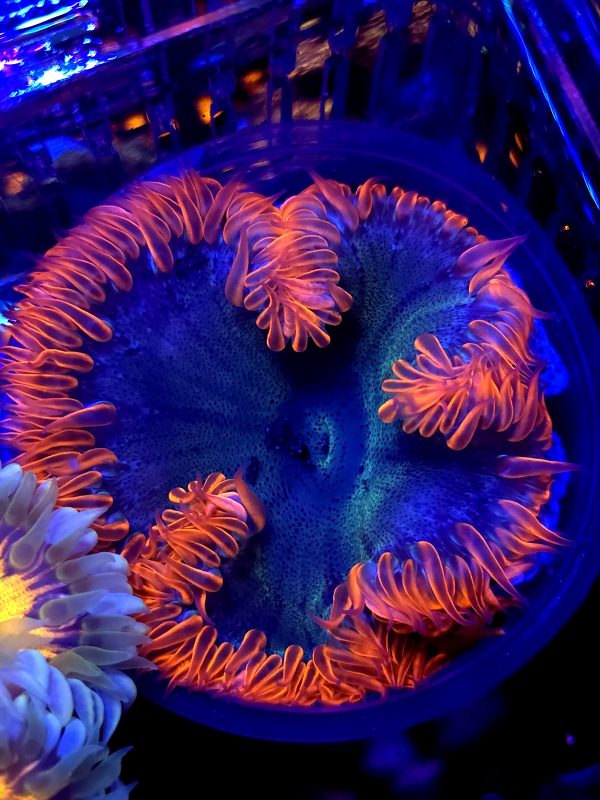 ds