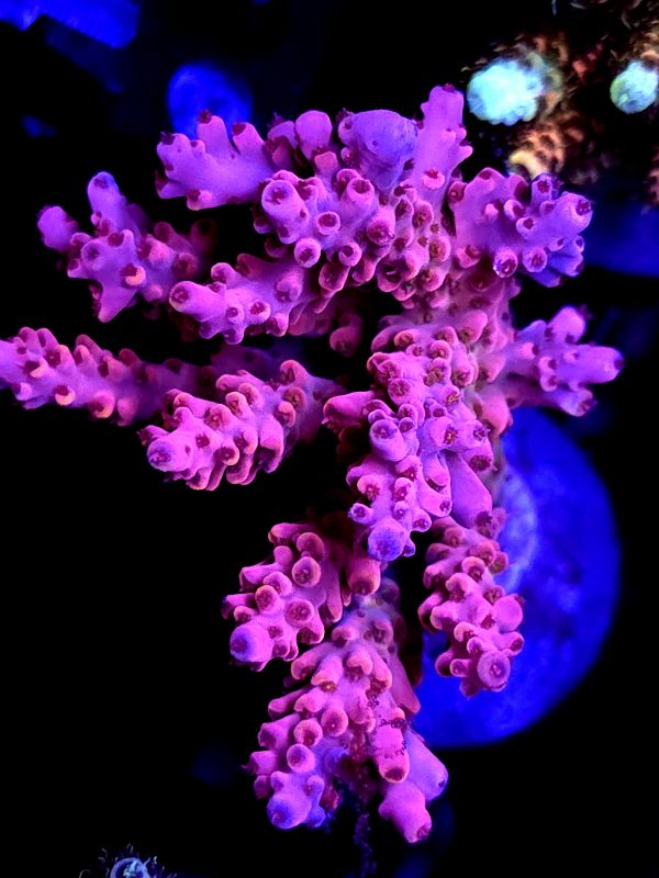 sssss