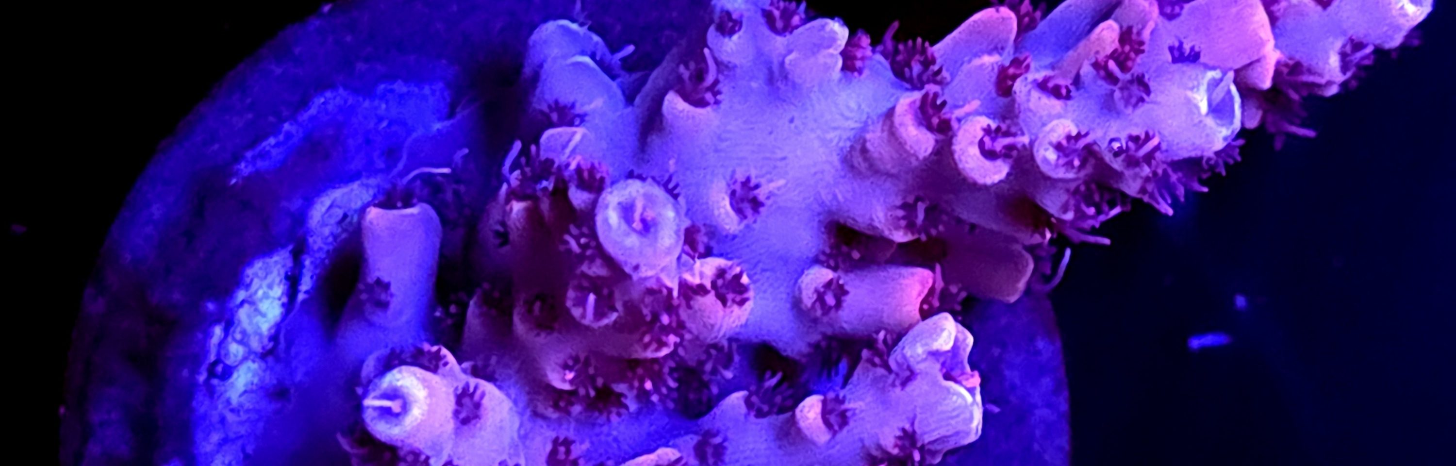 Promotional Banner